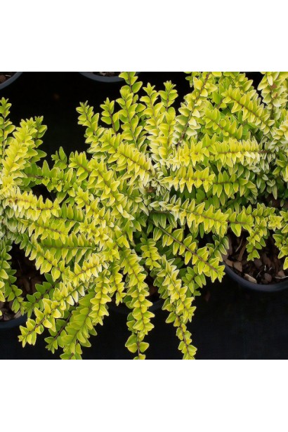 Вічнозелений кущ жимолості шапкової з жовтим листям